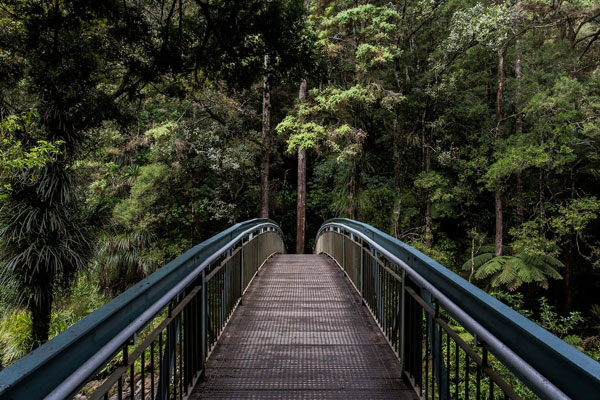 forest foot bridge